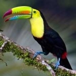 image of bird