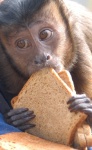 image of capuchin