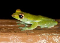 image of animal