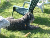 image of bouvier_des_flandres