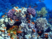 image of coral_reef #3