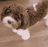 image of animal