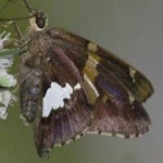 image of animal