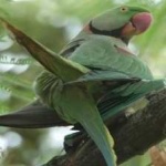 image of bird