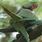 image of alexandrine_parakeet #3