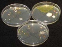 image of petri_dish