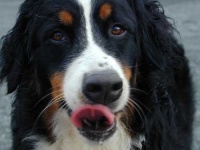 image of bernese_mountain_dog #3