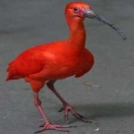 image of bird