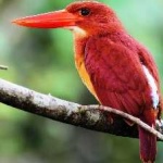 image of bird