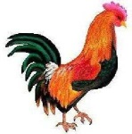 image of rooster