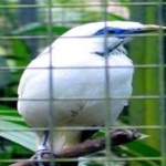 image of bird