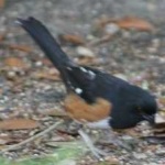 image of bird