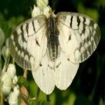 image of animal