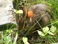 image of wood_rabbit