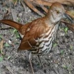 image of bird