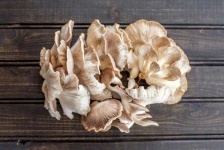 image of mushroom