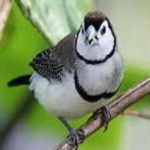 image of bird
