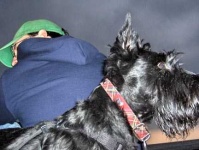 image of scotch_terrier