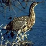 image of bird