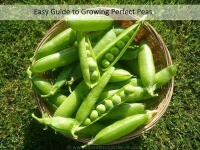 image of peas