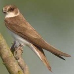 image of bird