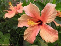 image of flower