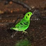 image of bird