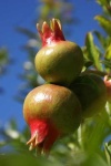 image of pomegranate