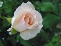 image of rose #3