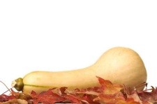 image of butternut_squash