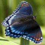 image of animal