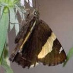 image of banded_butterfly #58