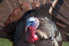 image of animal