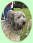 image of briard