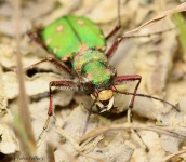 image of tiger_beetle #29