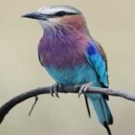 image of bird