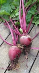 image of beetroot #23