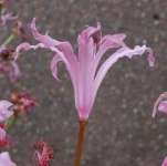 image of flower