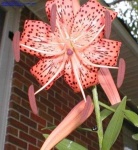 image of flower