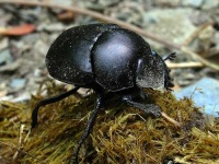 image of dung_beetle