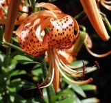 image of flower