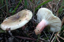 image of mushrooms