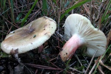 image of russula #16