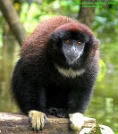 image of titi