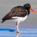image of bird