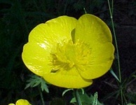 image of flower