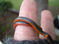 image of ringneck_snake #9