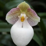 image of hard_leaved_pocket_orchid #34