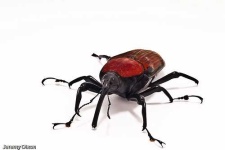 image of weevil