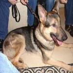 image of german_sheperd #18